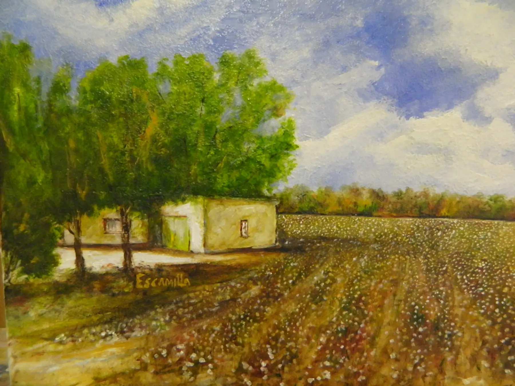 Socorro Cotton Field by Alberto Escamilla