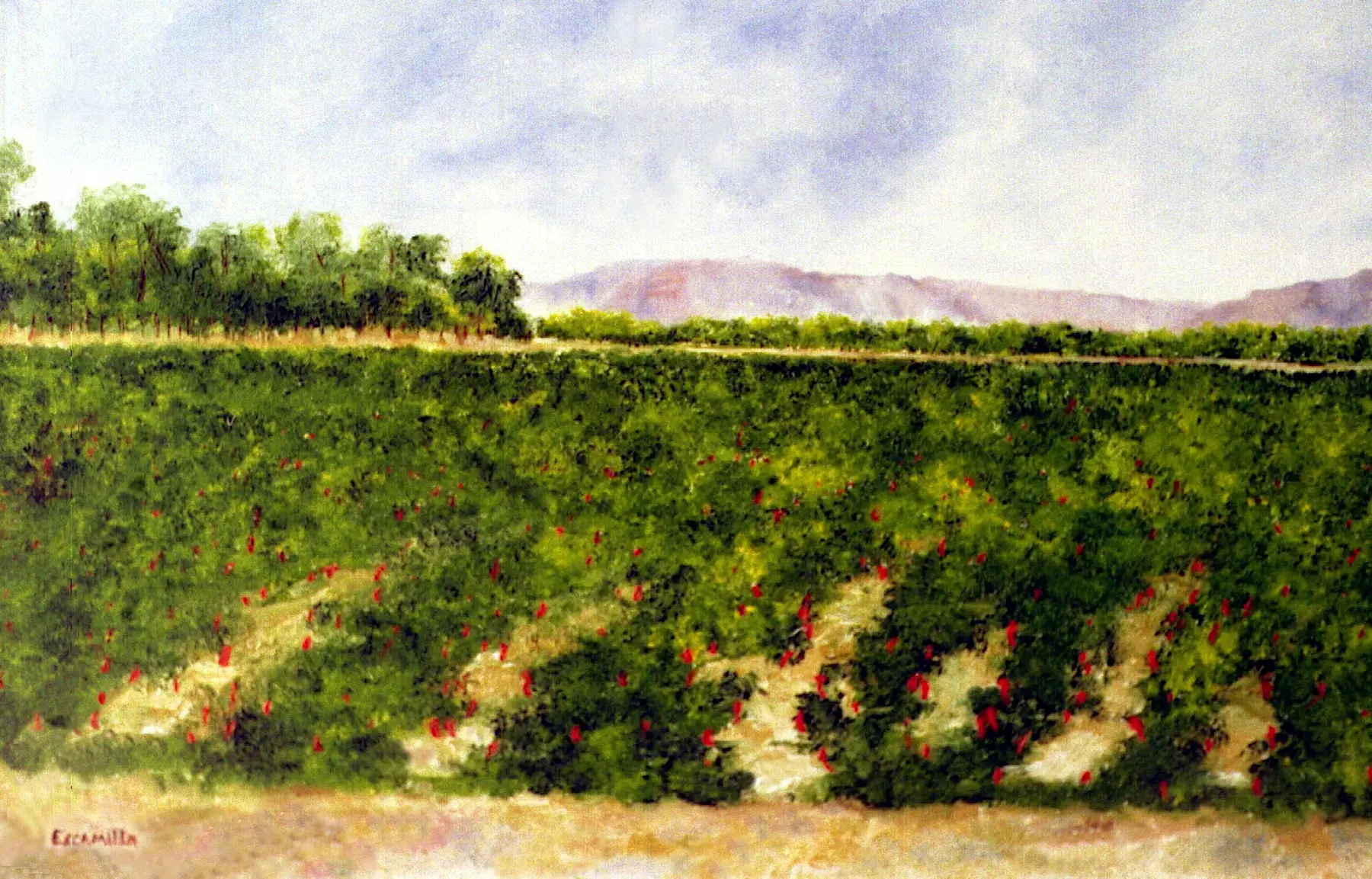 Red Chile Field by Alberto Escamilla