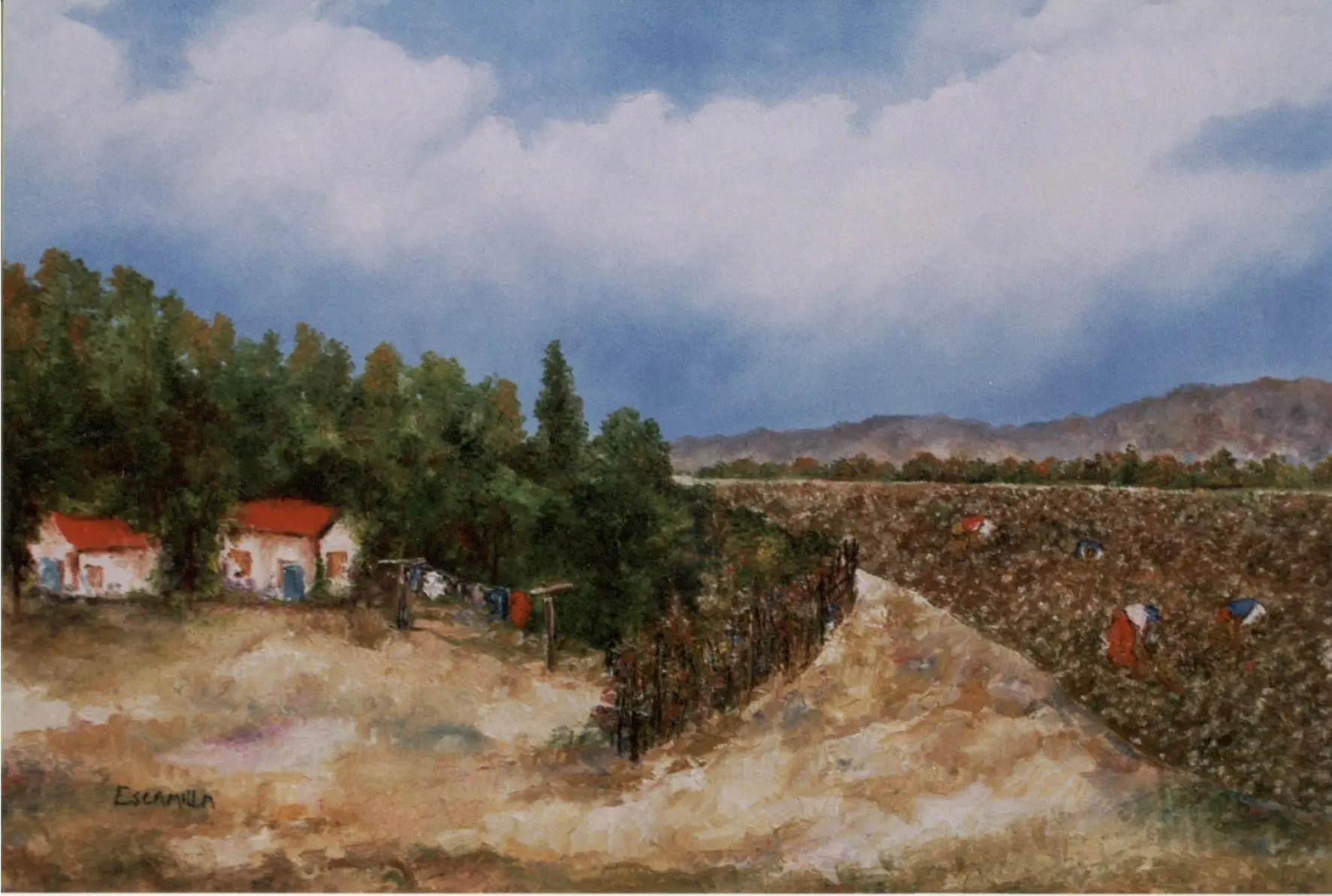 Side Cotton Field by Alberto Escamilla